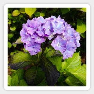 Lilac purple hydrangea Sticker
